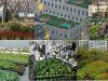 Jardines-urbanos-agricultura-urbana