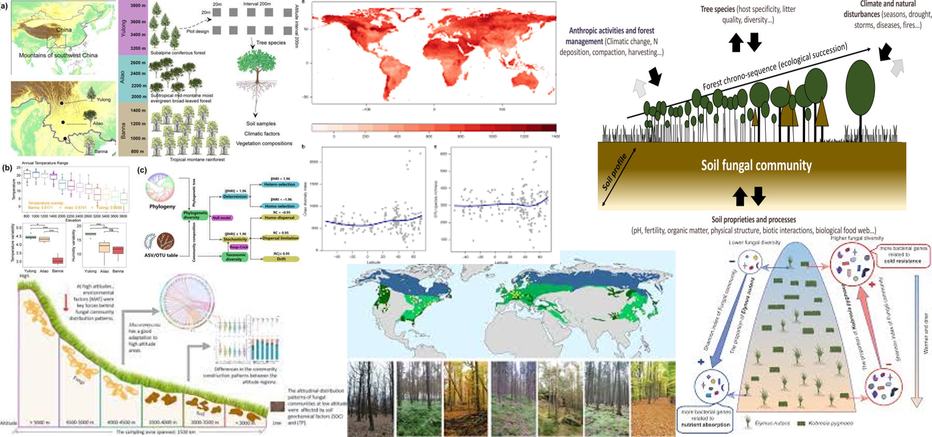 Hongos-diver-lat-alt