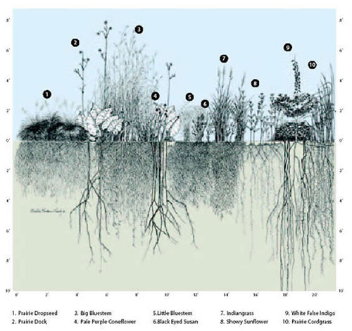 biodiversidad-y-profundidad-del-suelo