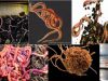 Lumbriculus-variegatus-obillos
