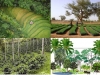 agricultura-ecologica-tropical-y-biodiversidad