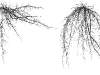 arquitectura-fractal-de-las-raices