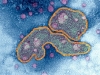 diversidad-viral-fuente-the-path-whispererflu-virus-avian