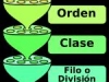 o_15Concepto de especie