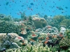 o_Biodiversidad Marina