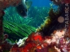 o_Biodiversidad Tabarca