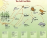 o_soilfood ESB