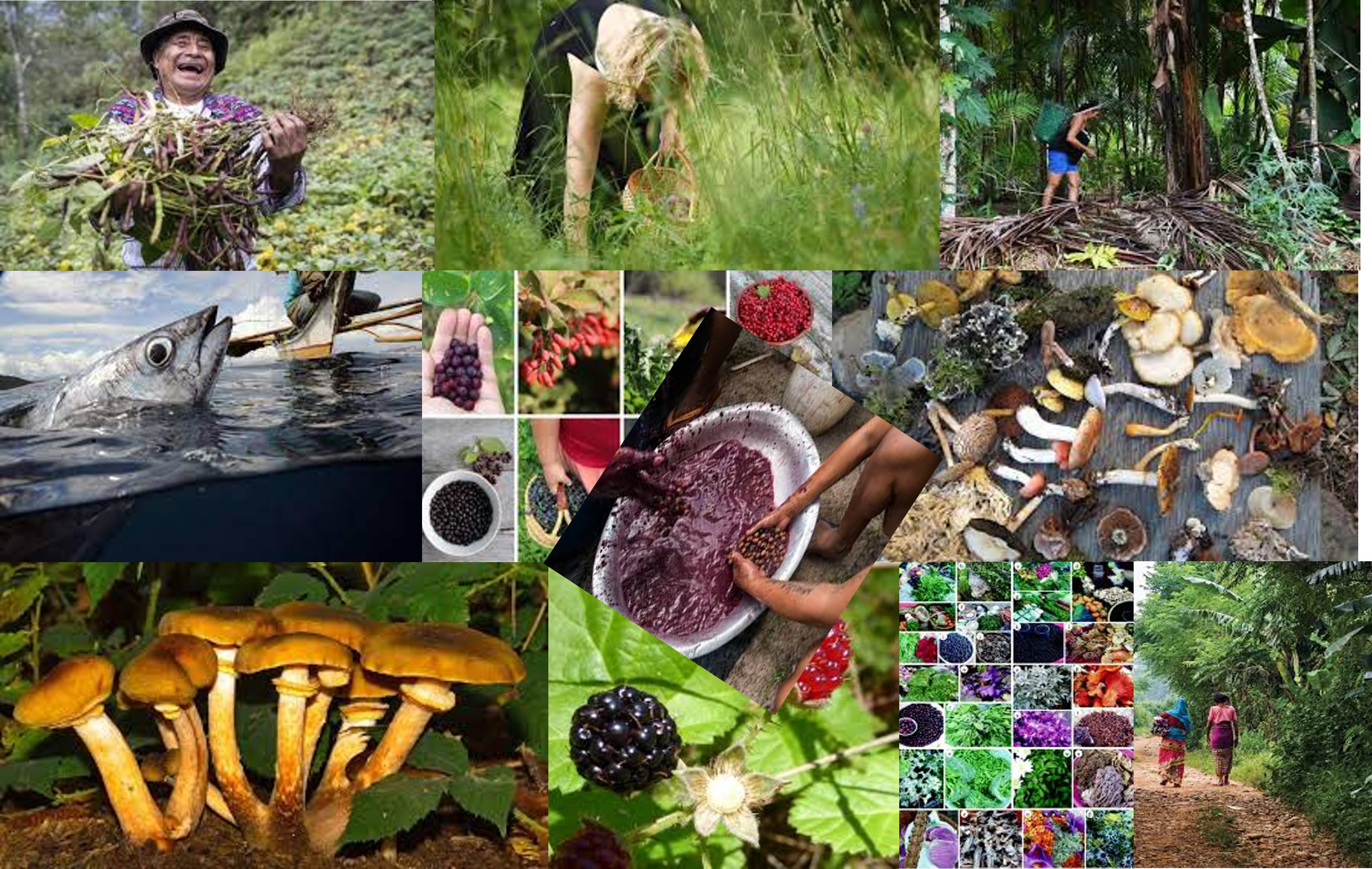 Especies-silvestres-alimentacion-humana