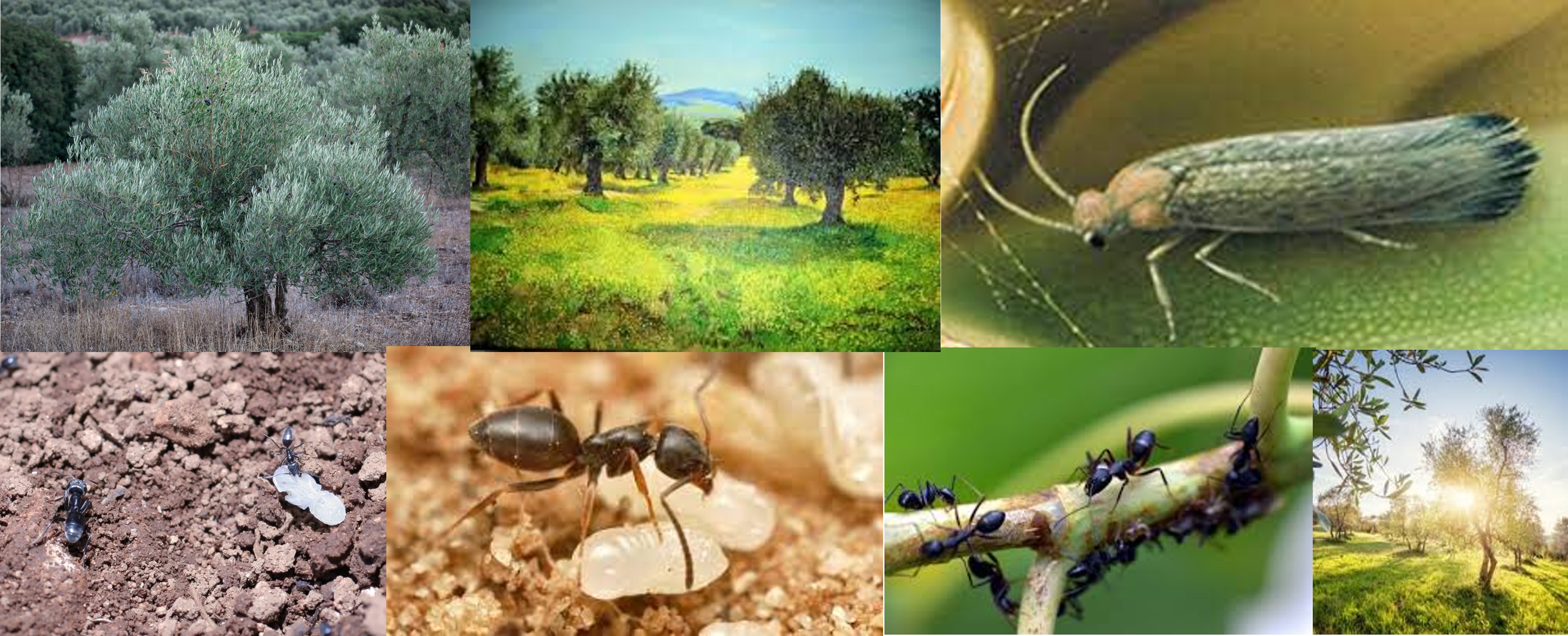 control-biologico-polillas-olivos