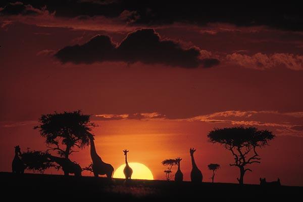 safari-masai-mara-in-positive-viajes
