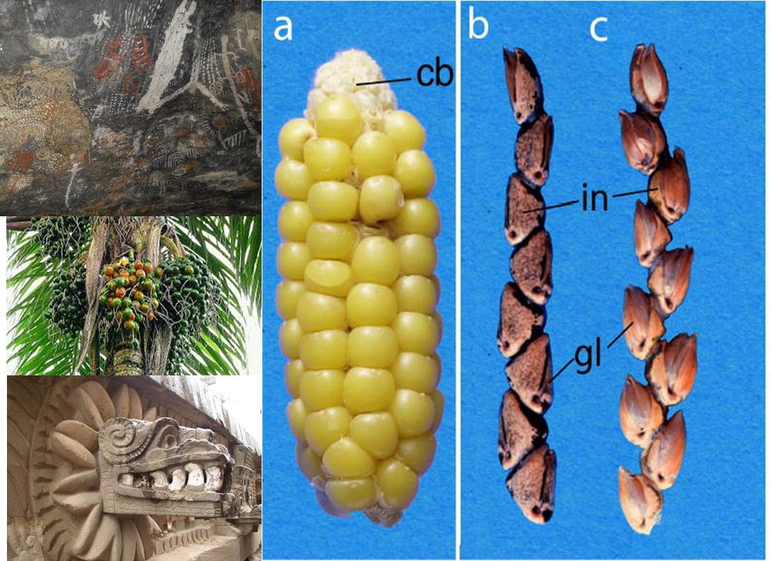 sobre-el-maiz-regulo-final