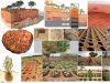 Agricultura-Zai-Bauxita