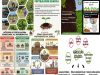Agricultura-ecologica-si-o-si