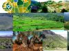 China-patrimonio-agricola