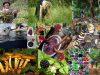 Especies-silvestres-alimentacion-humana