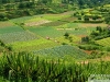 agricultura-ecologica-fuente-biomanantial