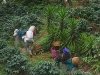 agricultura-tradicional-maya-hoy