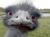 avestrux-fuente-foro-de-fotos