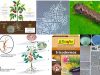 biocontroladores-de-insectos