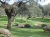blog-del-jamon-iberico_0