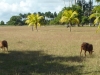 centro-de-agricultura-suburbana-ganadera