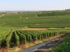 champagne-philippe-glavier-cramant_terroir