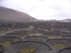  Las Gerias Agricultura sustentable de Lanzarote. Fuente Gevic