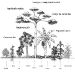 o_Agricultura tropical sustentable