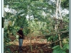 o_Agroforestal platano cacao cedro