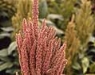 o_Amaranta planta