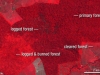 o_CHAMICERAS landsat_amazon