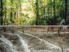 o_Chamicaras NASA jungle_ash