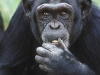 o_Geofagia chimpances_big