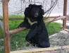 o_Medic Trad Moon Bear