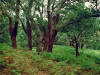 o_alcornocales Natrural Park