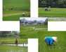 o_arrozales