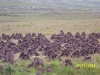 o_peat landcape busqueda google