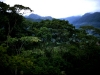 o_rainforest