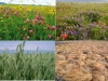 pastos-pluriespecifivos-vs-monoespecificos
