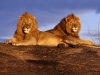 the-pastoralist-life-embracing-change-in-the-masai-mara-ftravel-serices-uente-ultimate-africa