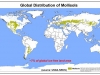 mollisol-world-map