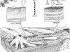 o_Suelos Carbonifero