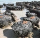 o_stromatolites WestWood Collaege
