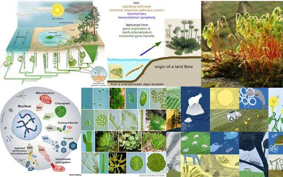 Plantas-tierra-simbiogenesis