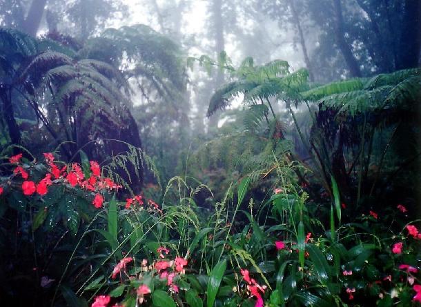 bosque-tropical-humedo-eoceno-fuente-the-resilient-earth
