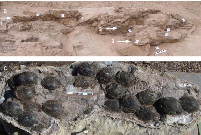 muchos-dinosarios-enterreban-sus-huevos-en-el-suelo-fuente-plos-one