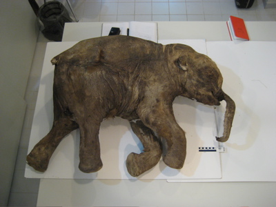 restos-de-un-bebe-mamut-lanud-fuente-far-north-sciencecredit-bernard-buigues
