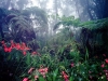 bosque-tropical-humedo-eoceno-fuente-the-resilient-earth