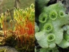 musgos-hepaticas-y-origen-del-o2-de-la-atmosfera
