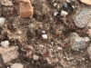 soil-crust-lichens